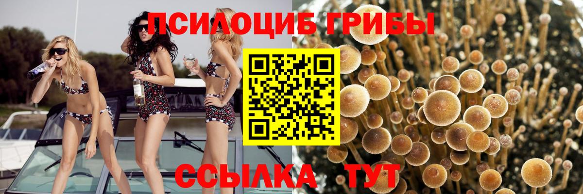 Алейск  Псилоцибиновые грибы Cubensis  Вход с VPN  где купить наркоту  Псилоцибиновые грибы MAGIC MUSHROOMS 